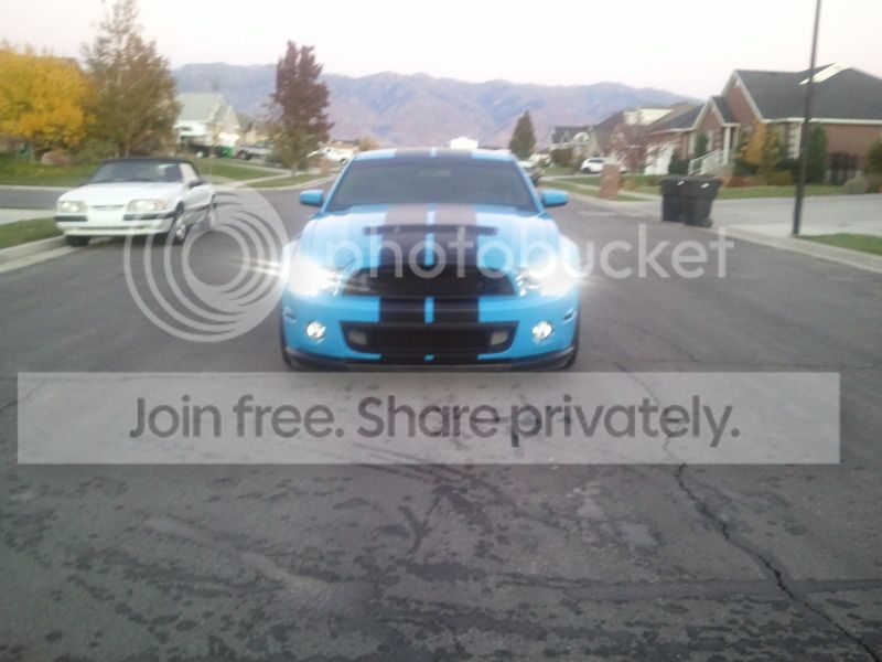 Shelbytintfront.jpg