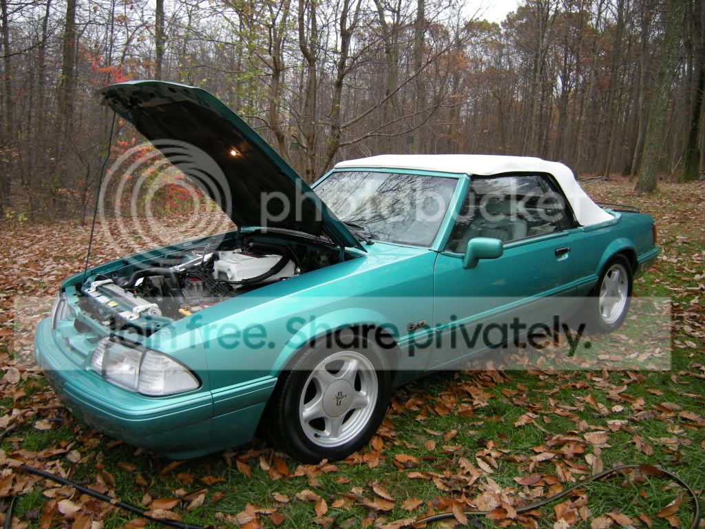 mustang1.jpg