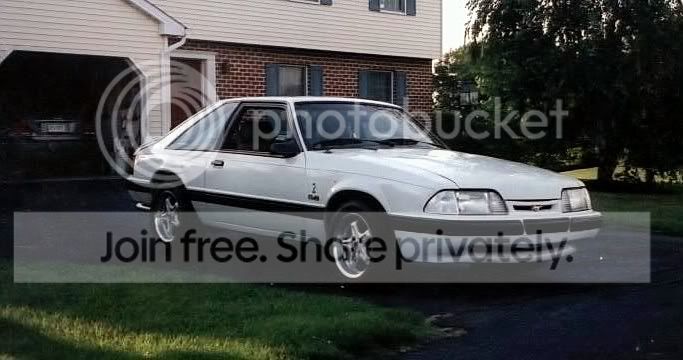 whitestang1-1.jpg
