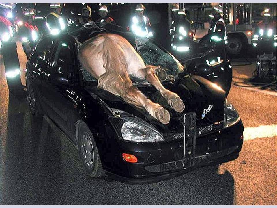 horse-and-rider-dead.jpg