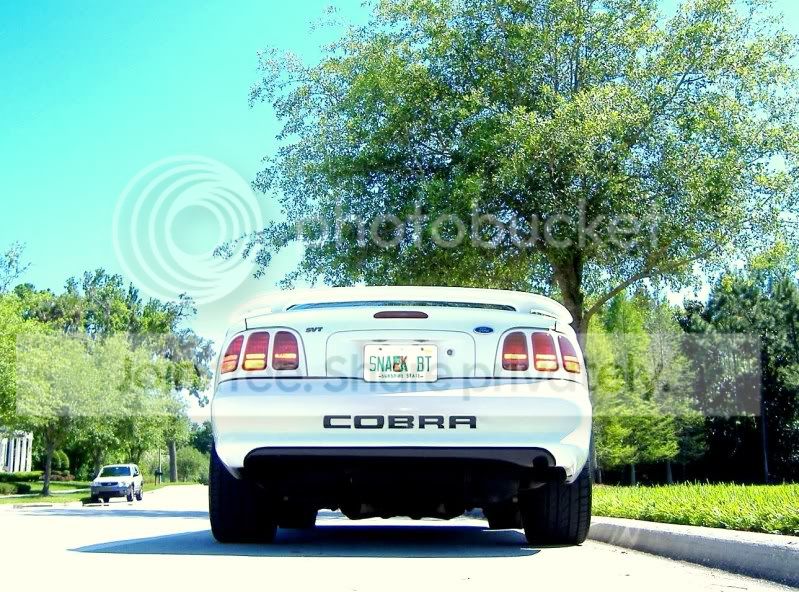 Cobra_Shoot4-6-11010.jpg
