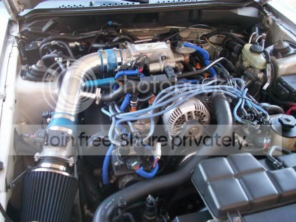 mustang5.jpg
