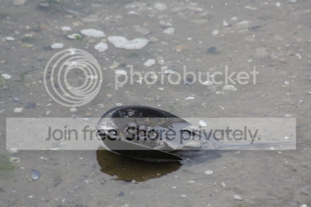 Picture034.jpg