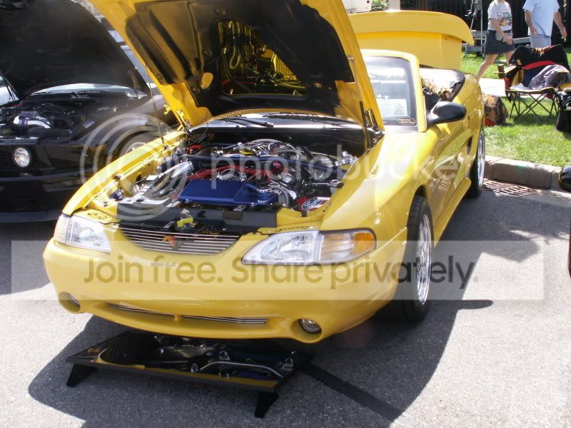 Mustangs120.jpg