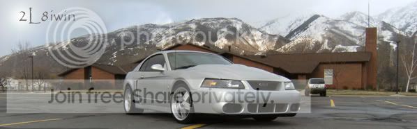 cobra004copy.jpg