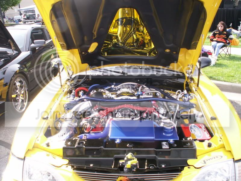 Mustangs051.jpg