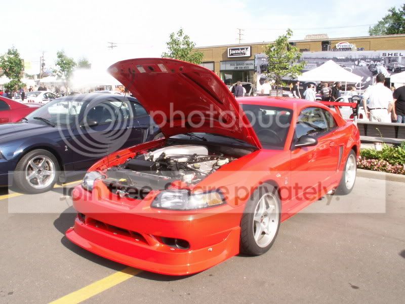 Mustangs074.jpg