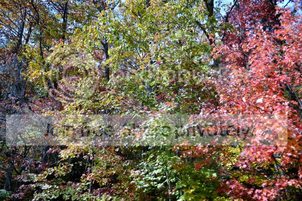 DSC_0988.jpg