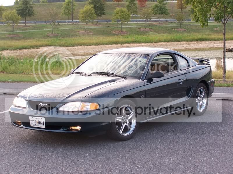 stang2.jpg