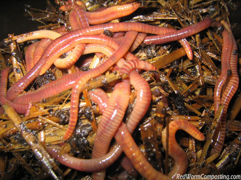 redworms3.jpg