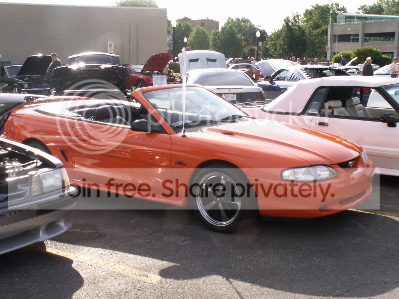 Mustangs035.jpg