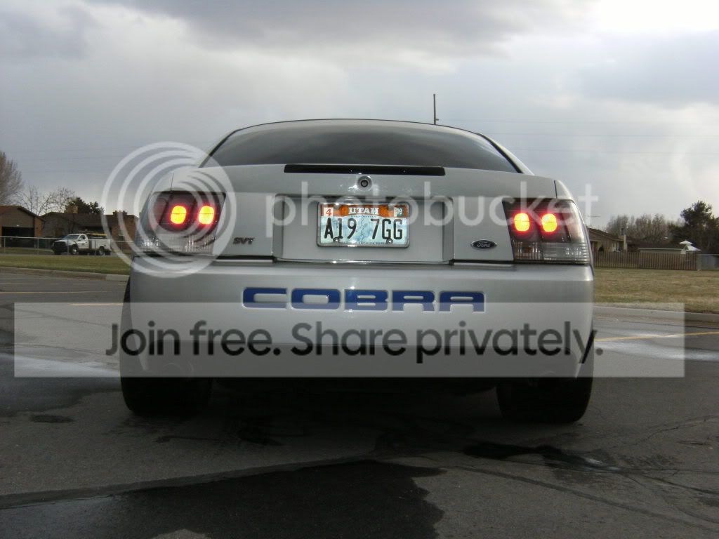 cobra008.jpg